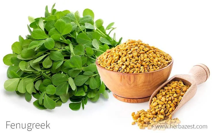 Пажитник Fenugreek растительный экстракт