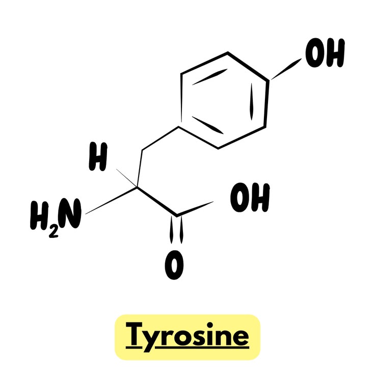 Türosiin L-Tyrosine